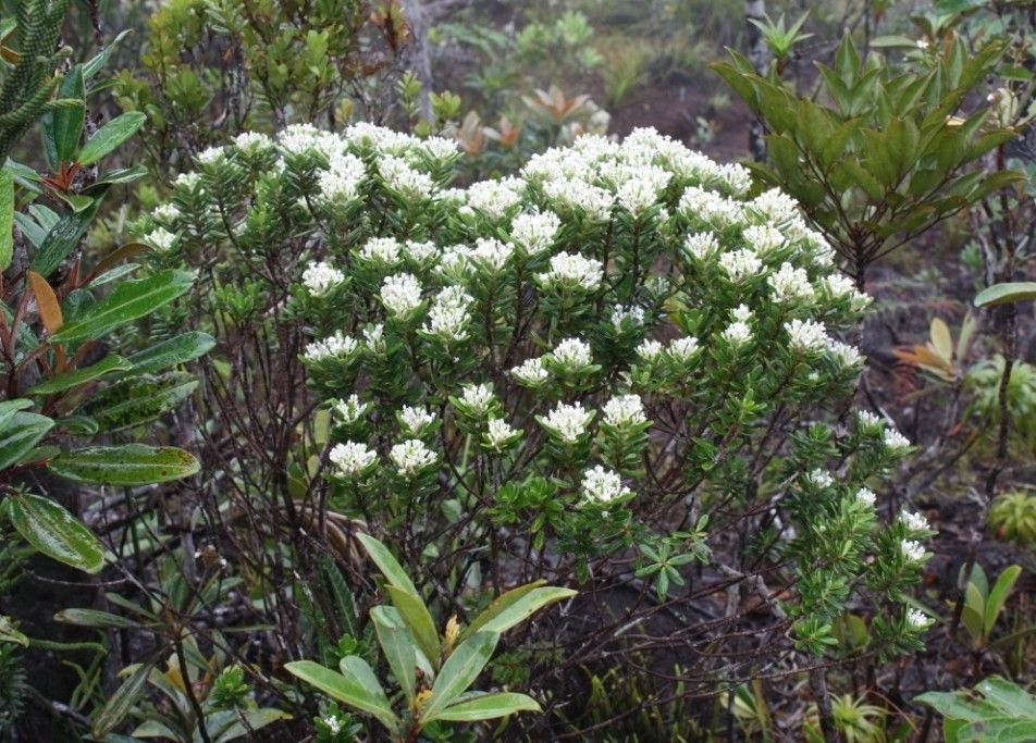 Alyxia sarasinii habit