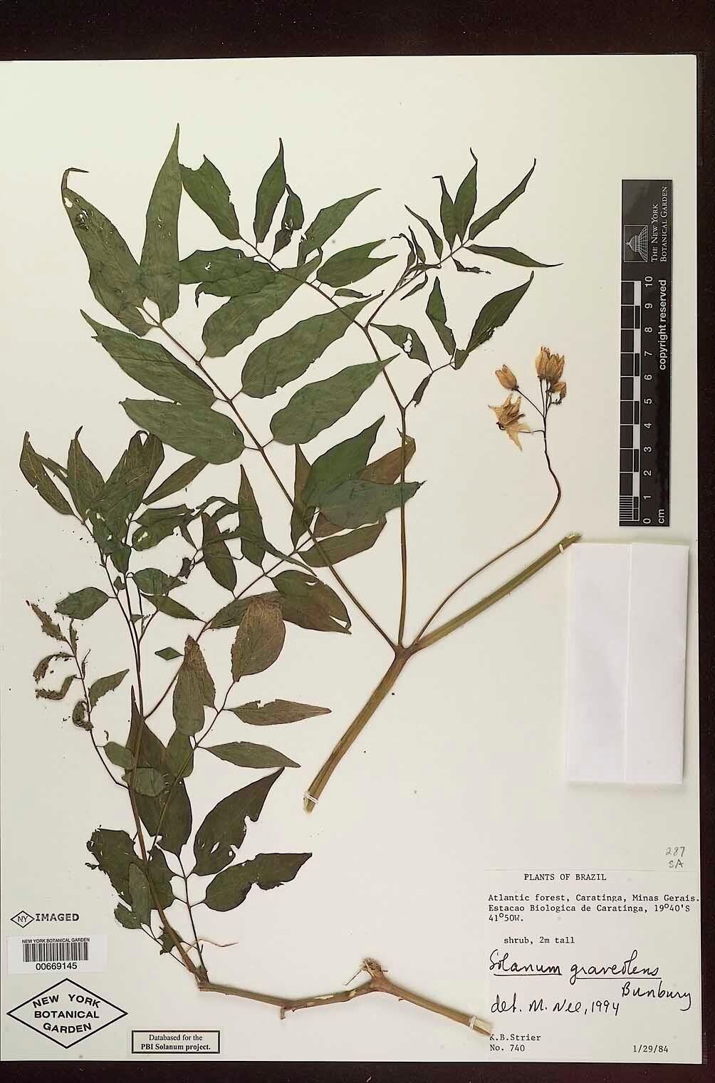 Solanum graveolens — houseplant care guide