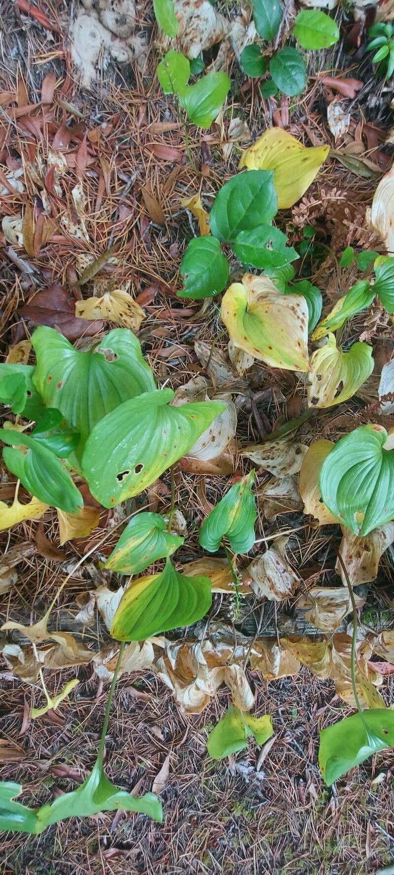 Maianthemum dilatatum — search result for 'Solomon Islands'