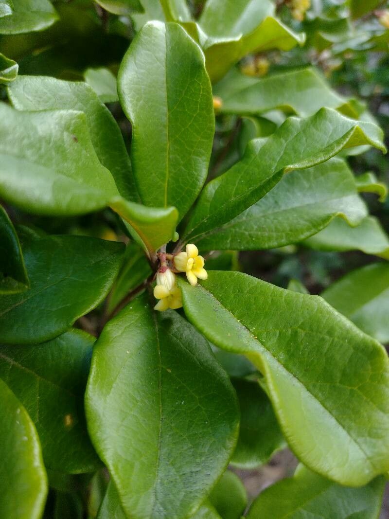 Pittosporum revolutum leaf