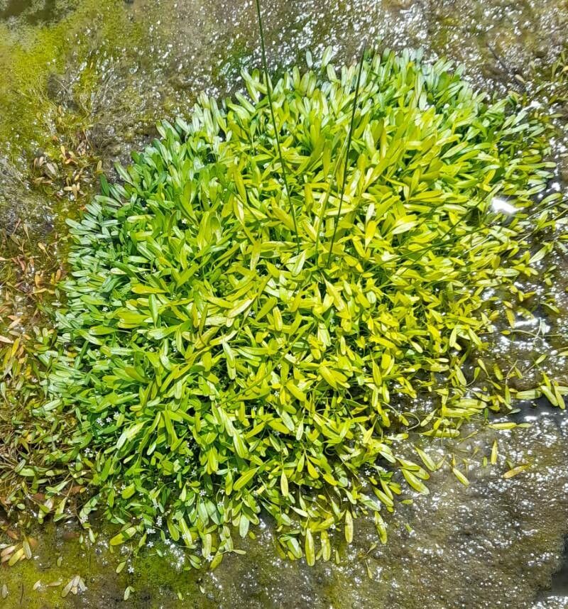 Limosella australis habit