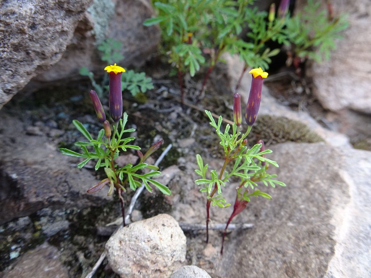 Tagetes multiflora habit