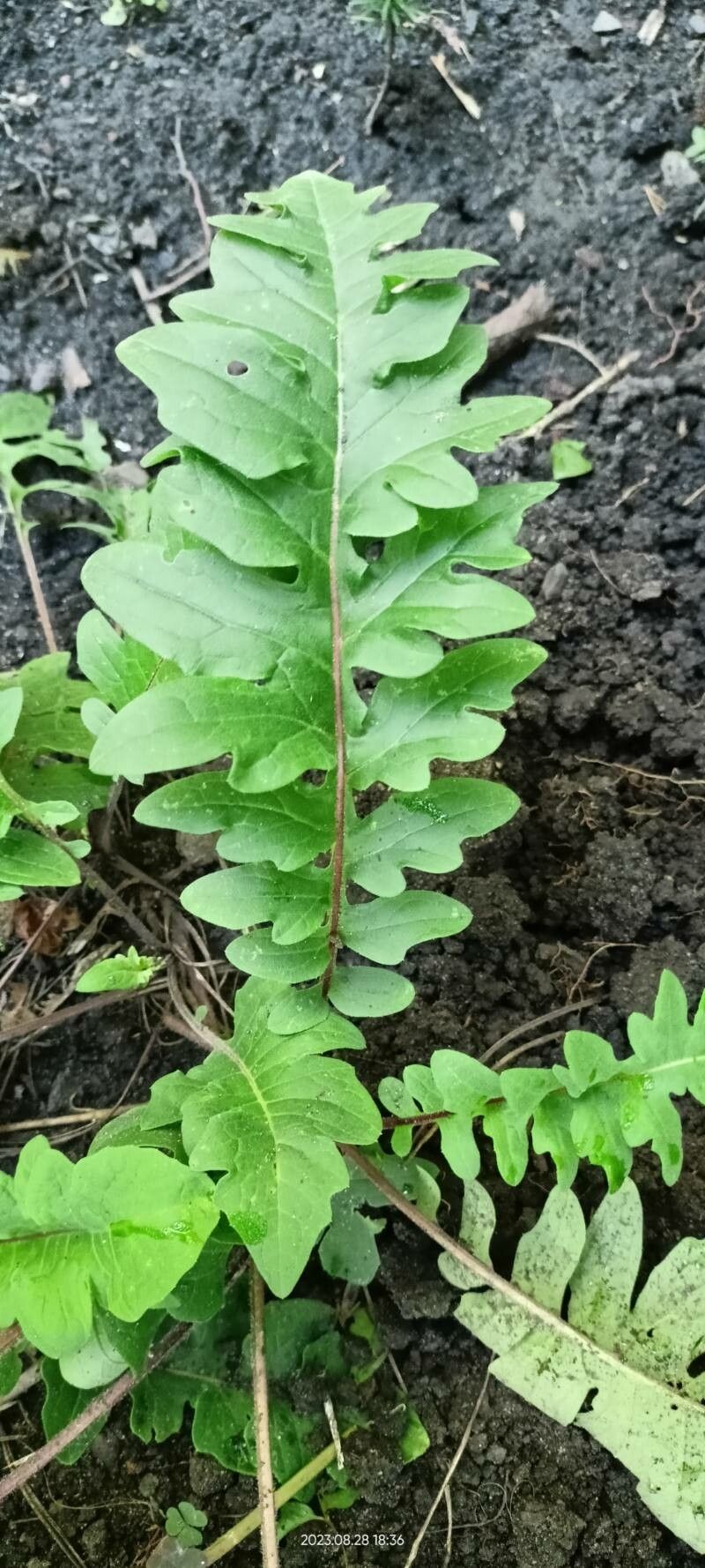 Saussurea pulchella leaf