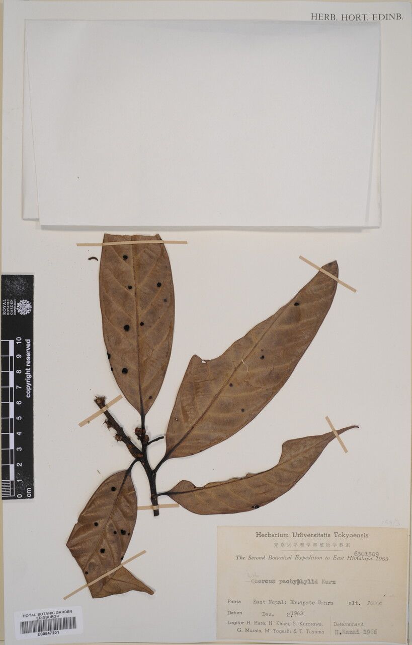 Lithocarpus pachyphyllus other