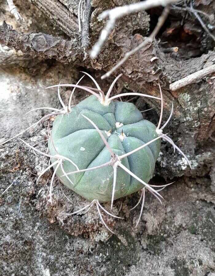 Gymnocalycium pugionacanthum habit