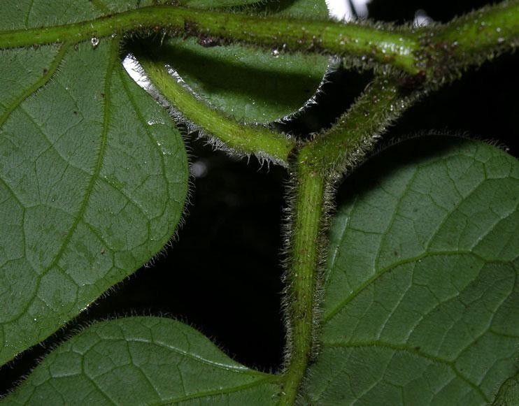 Piper auritifolium bark