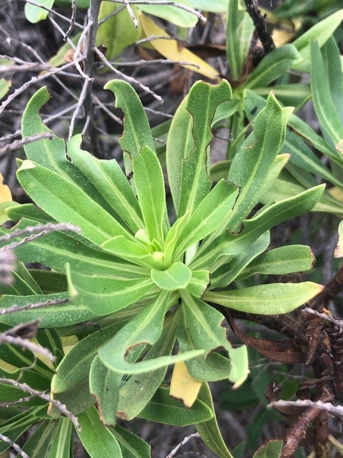 Echium decaisnei — search result for 'Echium'