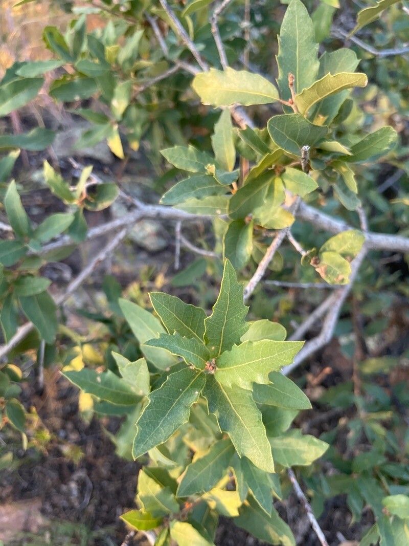 Quercus emoryi — houseplant care guide