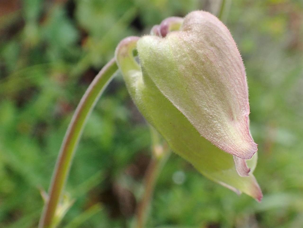 Aquilegia alpina fruit