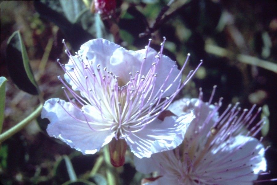 Capparis spinosa flower
