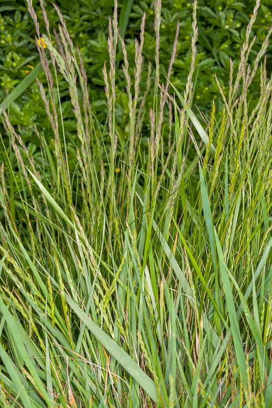 Elymus repens flower