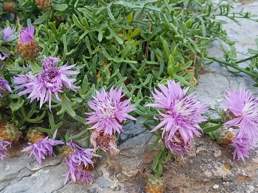 Centaurea veneris — houseplant care guide