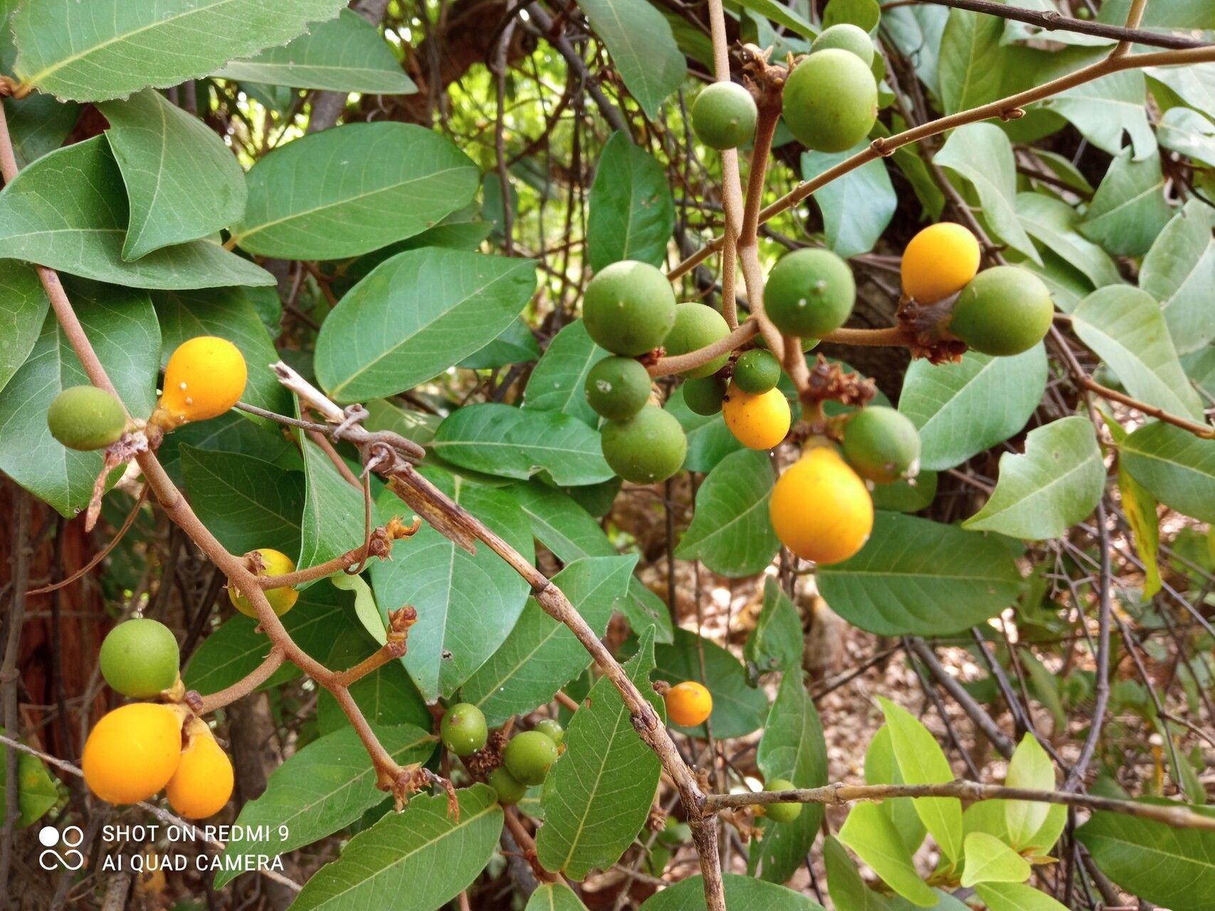 Ancylobothrys amoena — related species from the same genus