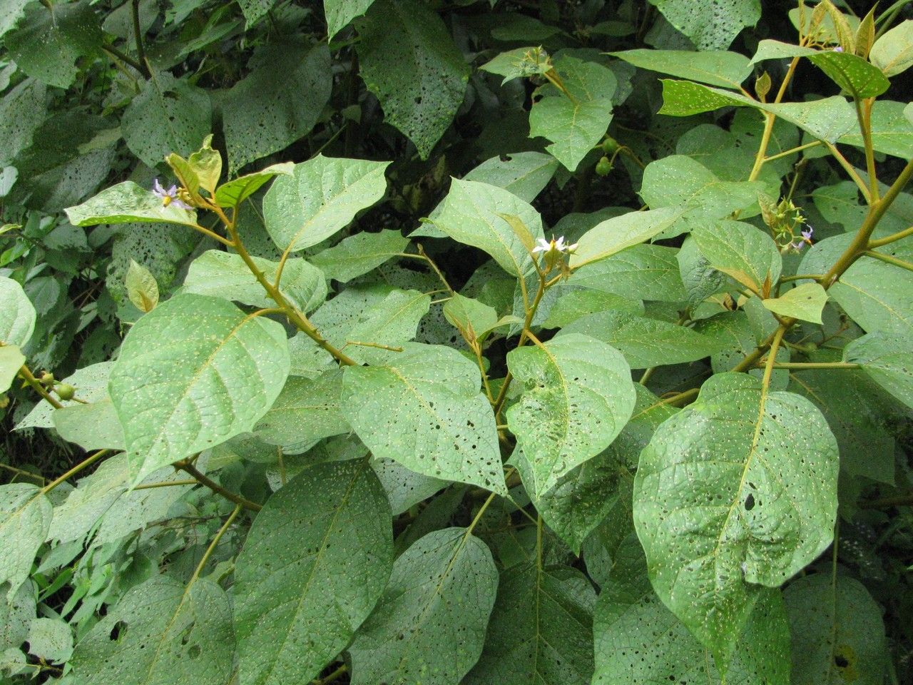 Solanum erythrotrichum habit