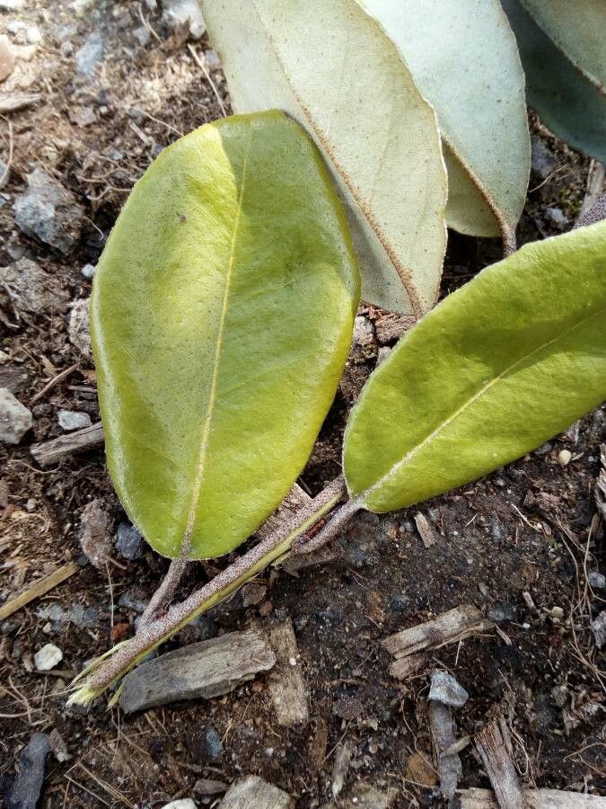Rhodamnia andromedoides — related species from the same genus