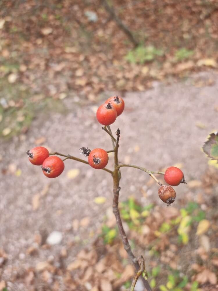 Sorbus semiincisa fruit