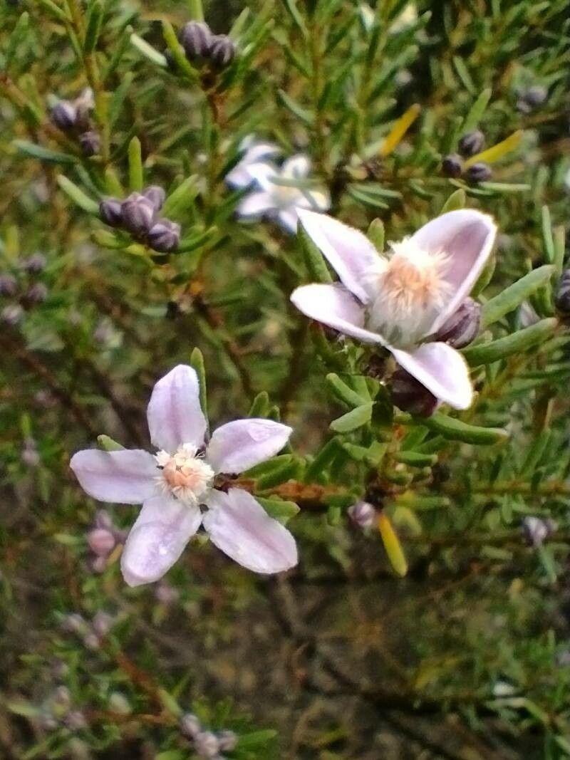 Philotheca salsolifolia flower