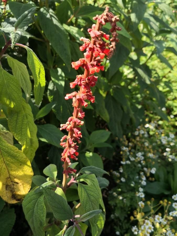Salvia confertiflora flower