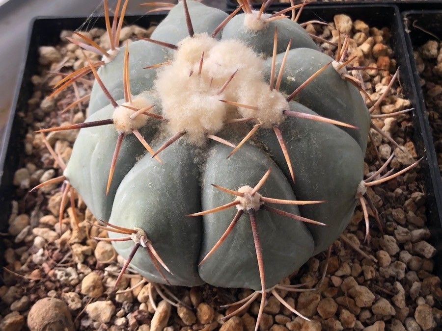 Echinocactus Horizonthalonius
