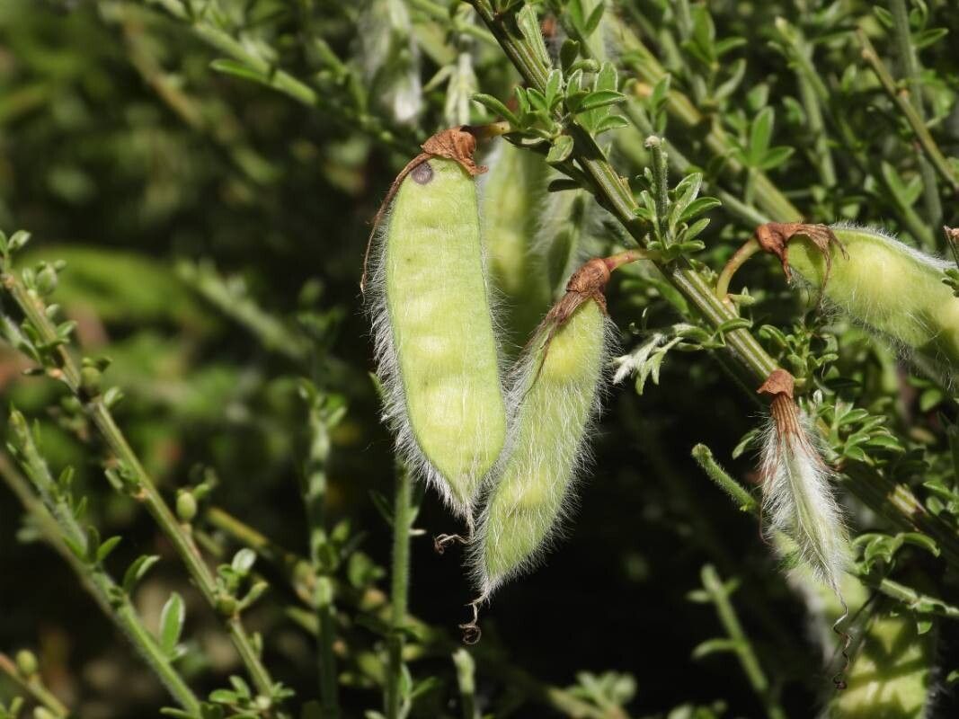 Cytisus cantabricus fruit