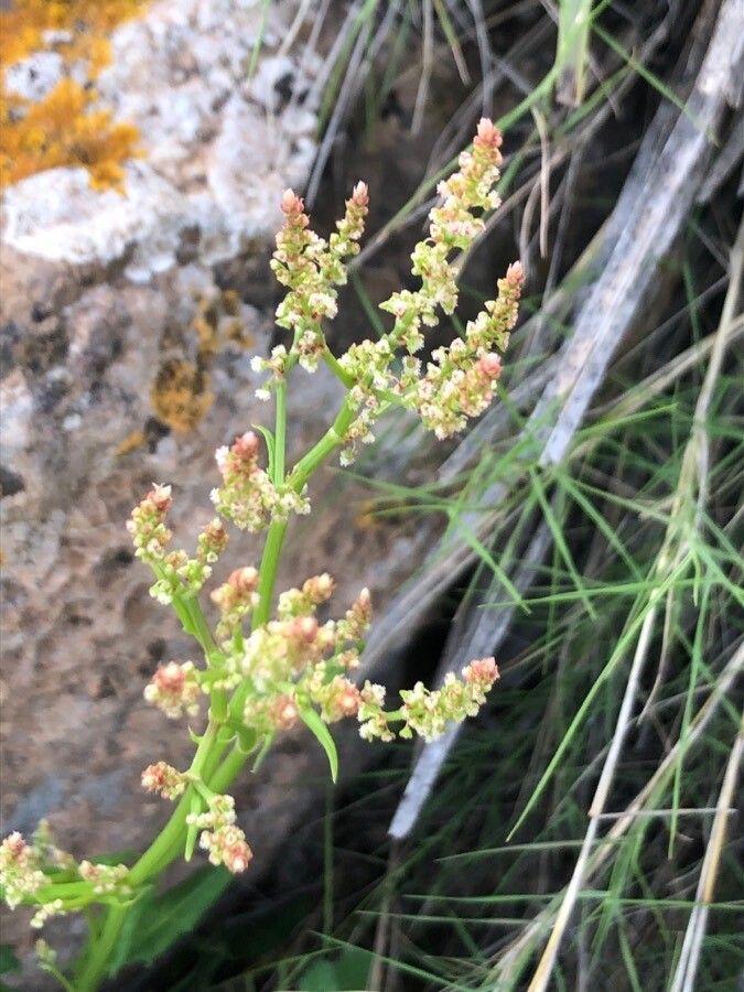 Rumex intermedius flower