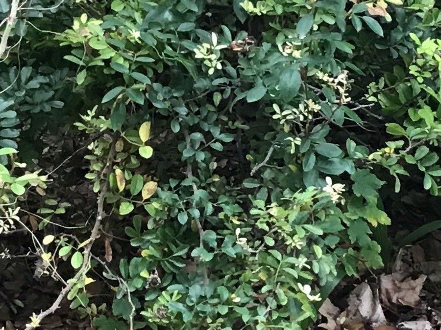 Rosa bracteata — search result for 'Rosa'