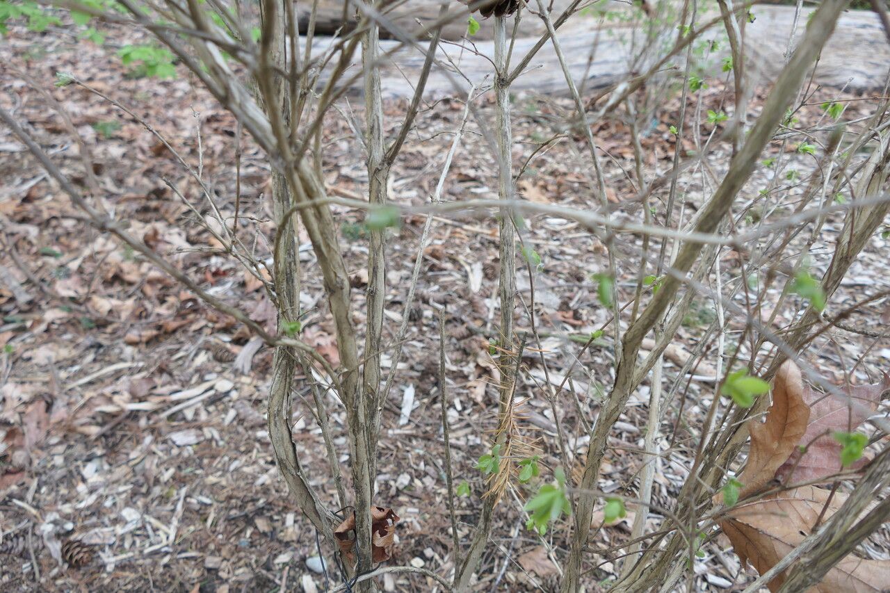 Lonicera purpurascens bark