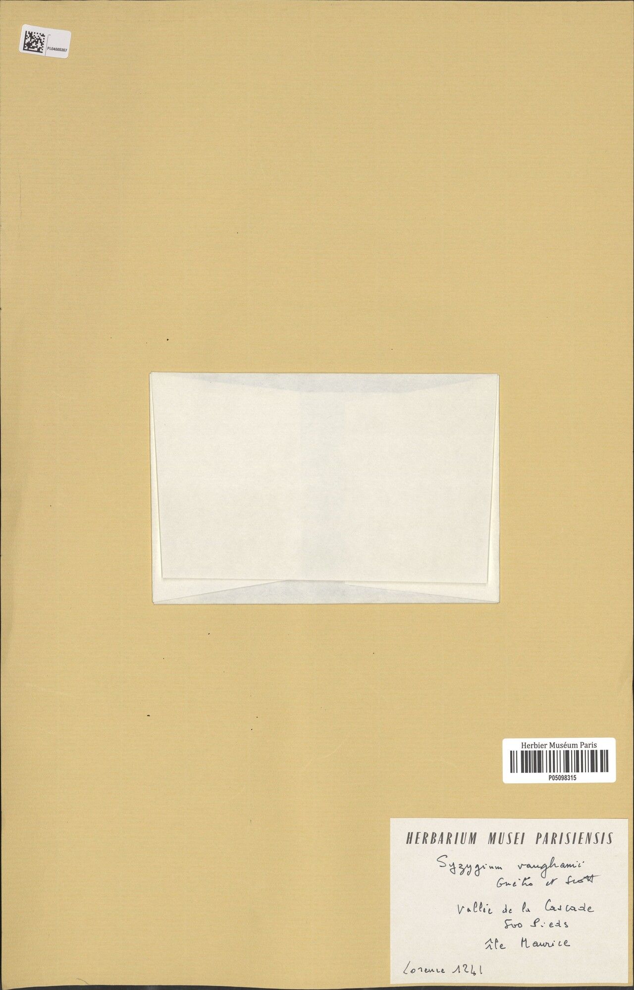 Syzygium vaughanii — houseplant care guide