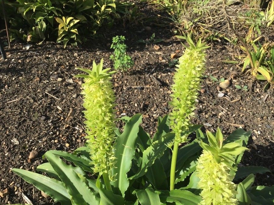 Eucomis zambesiaca flower