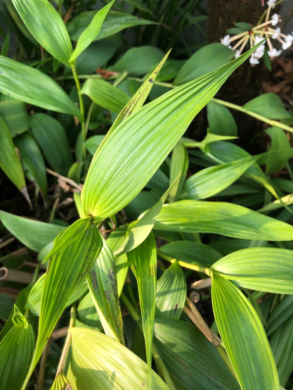Sobralia macrantha cv. 'Alba' leaf