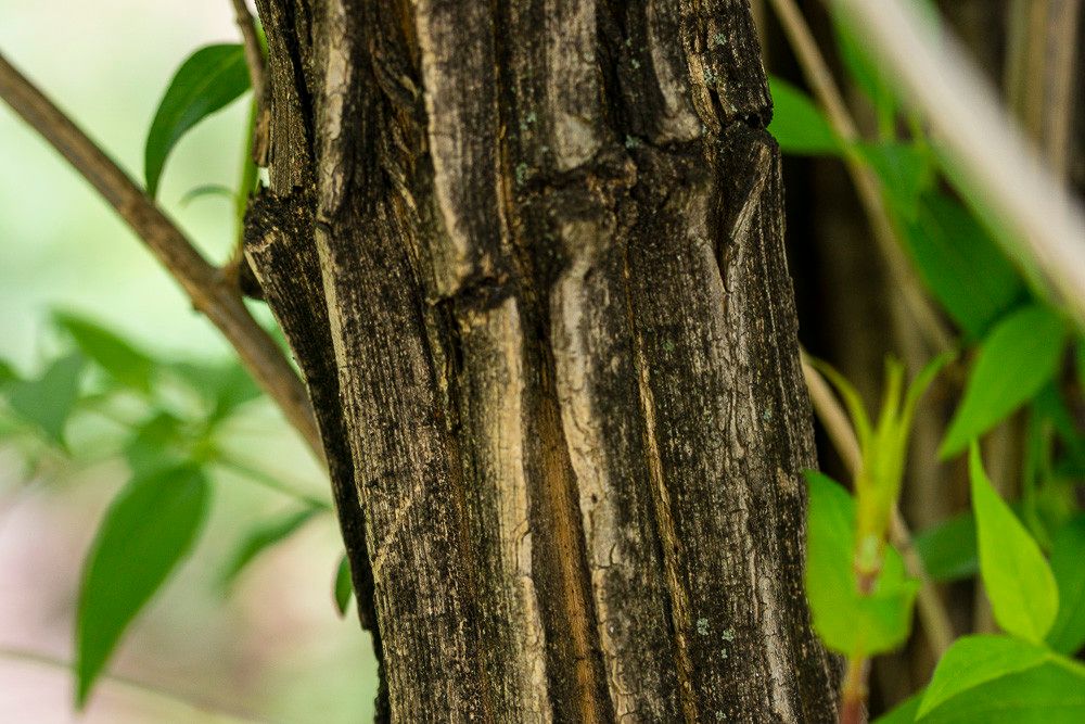 Abelia triflora bark