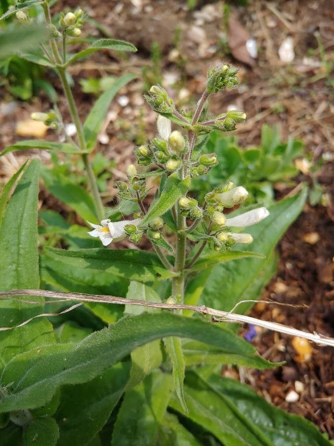 Penstemon pallidus flower