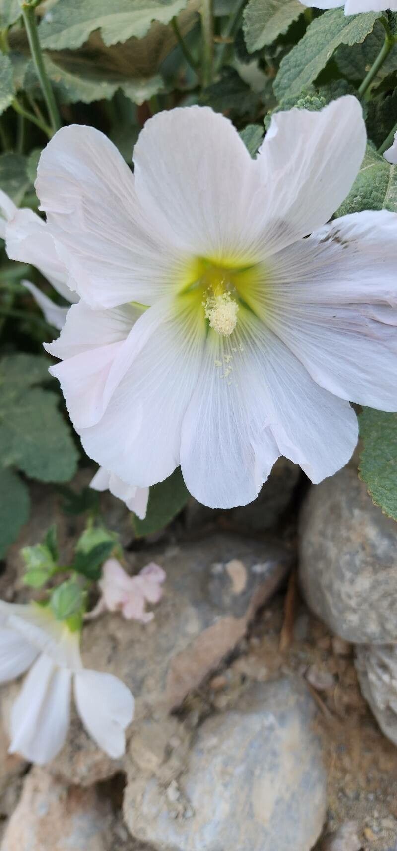 Alcea aucheri flower