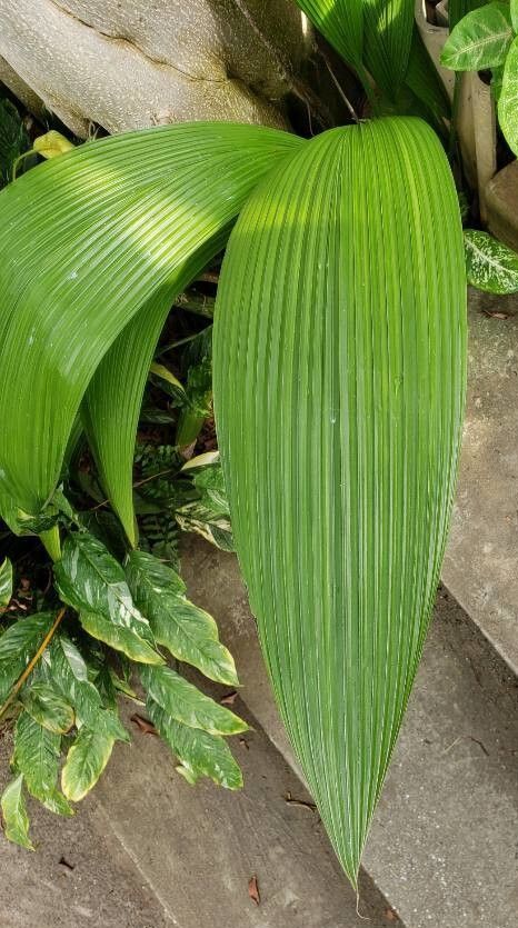 Molineria capitulata leaf