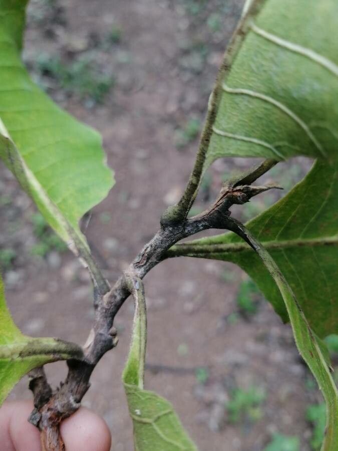 Curatella americana — houseplant care guide