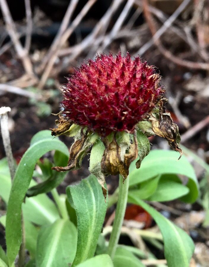 Centaurea jacea fruit