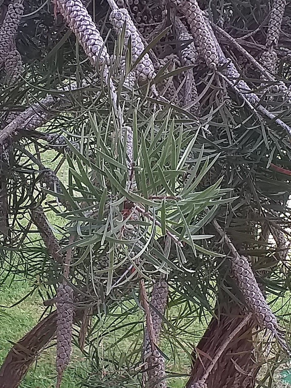 Callistemon pinifolius leaf