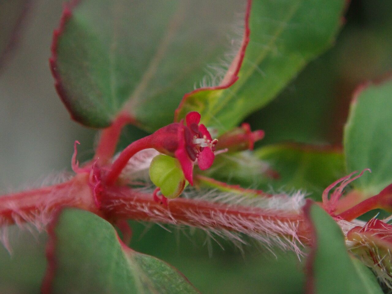 Euphorbia parviflora flower