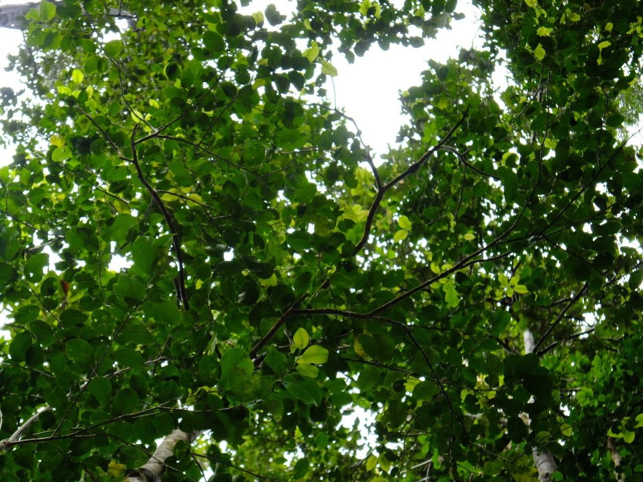 Ilex macfadyenii other