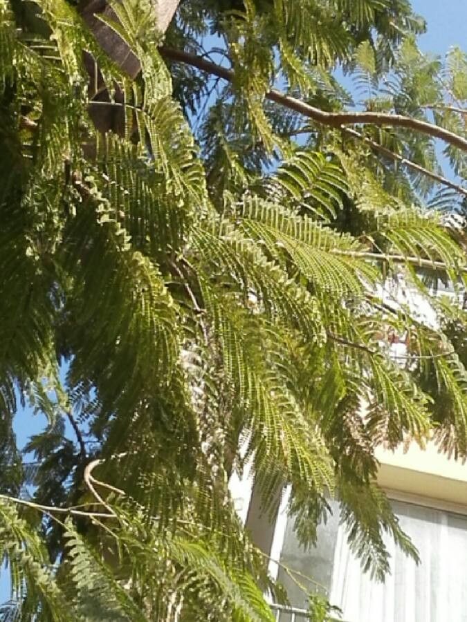 Colvillea racemosa — search result for 'Delonix'