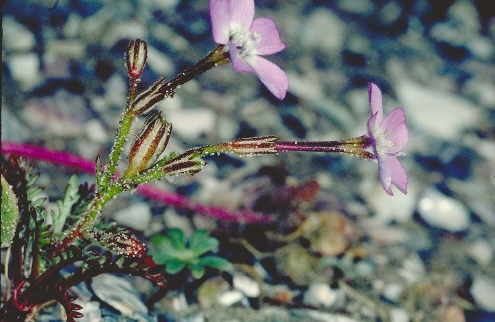 Gilia tenuiflora habit