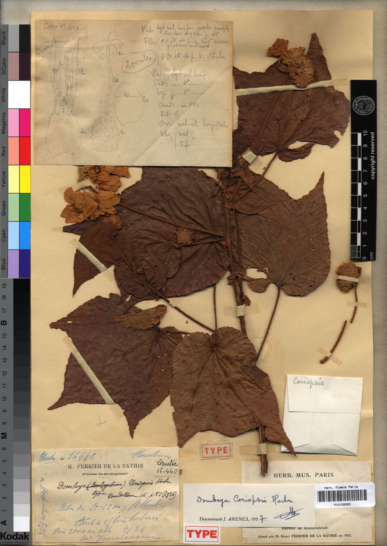 Dombeya coriopsis — houseplant care guide