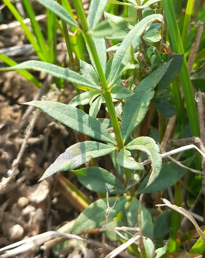 Polygala molluginifolia — search result for 'Polygala'