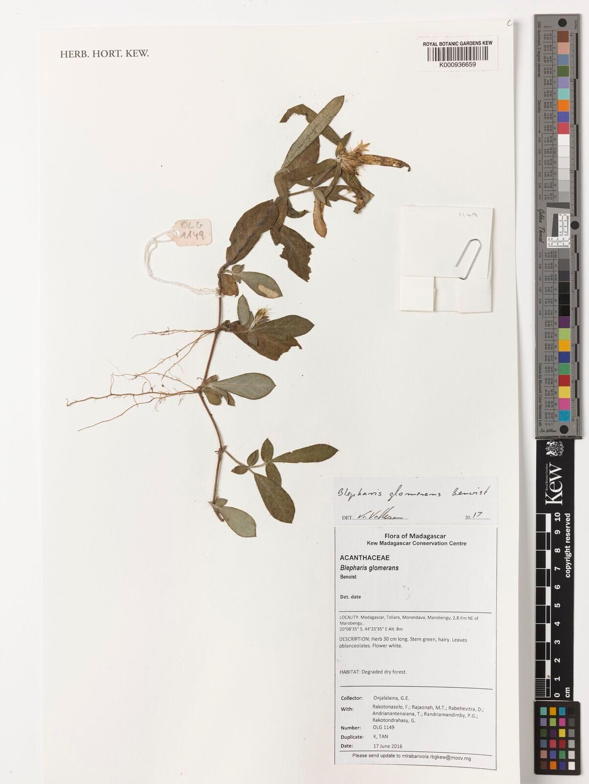 Blepharis glomerans — houseplant care guide