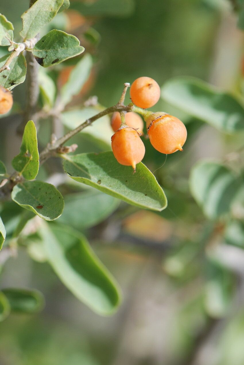 Cordia sinensis fruit