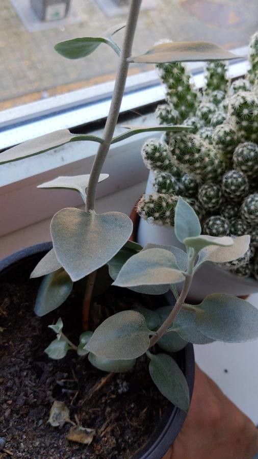 Kalanchoe hildebrandtii leaf