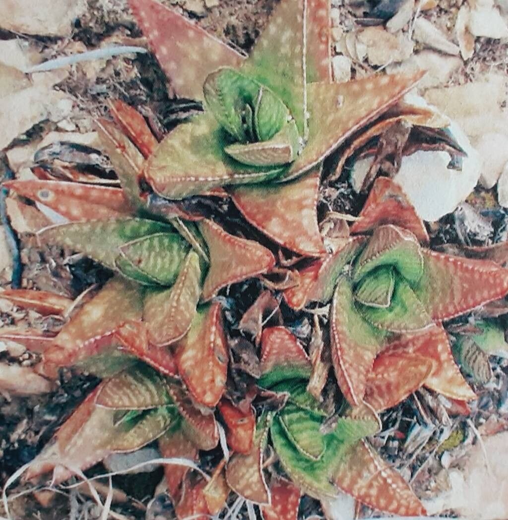 Gasteria polita habit