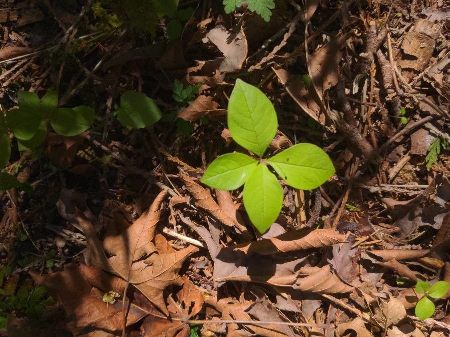 Trientalis borealis — search result for 'Lysimachia'