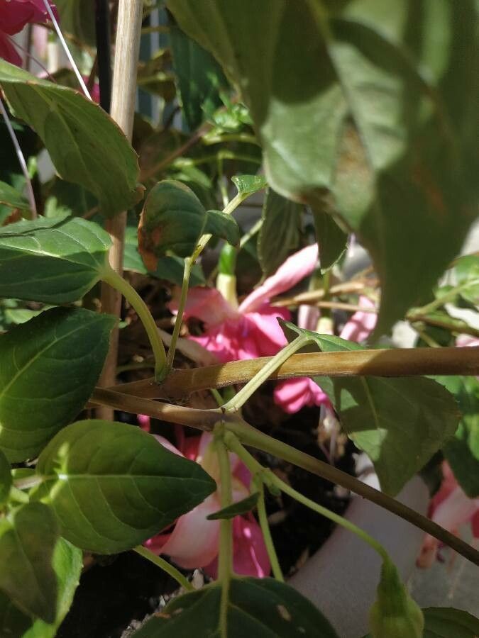 Fuchsia hybrida bark