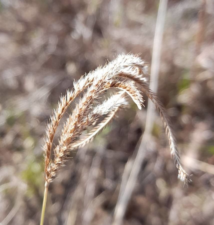 Chloris ciliata fruit